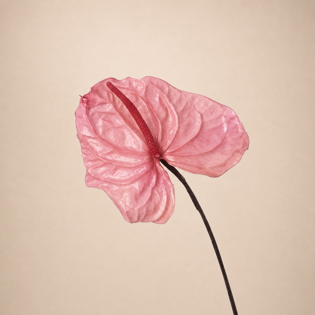 Signature Flowers Anthurium