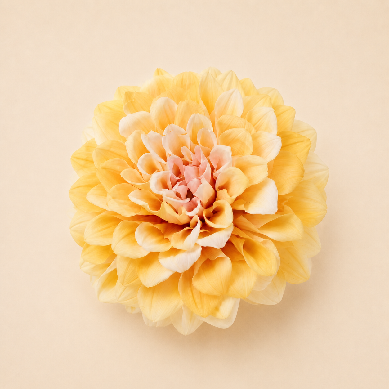 Signature Flowers Dahlia Grace
