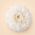 Signature Flowers Dahlia Grace — White